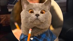 Смешные котики под песню. Котик