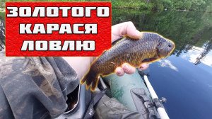 КАК ЛОВИТЬ ЗОЛОТОГО КАРАСЯ? ЛЕГКИЙ СПОСОБ! РЫБАЛКА НА ЛЕСНЫХ ОЗЕРАХ