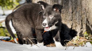 Первый раз в лес со щенком! Знакомство с бордер-колли по кличке "Север"