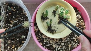Кактусы из семян от Гавриш