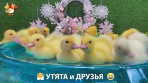 Утята с друзьями – мир нежных эмоций 🤗 эпизод (77)