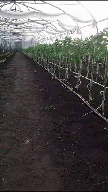 1....2.....3...." #томат #теплицы #бизнес #2021 #сентябрь смотреть онлайн