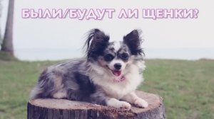 15 популярных вопросов о собаках | Чихуахуа Софи 🐕❓