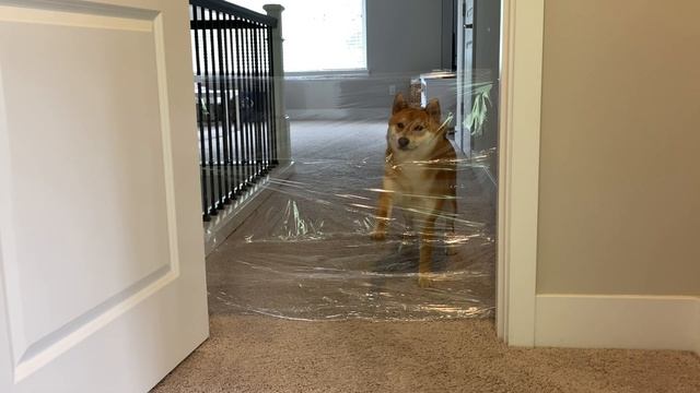 Smart Shiba Inu Defeats the Invisible Challenge [All for Bunny] | Super Shiba