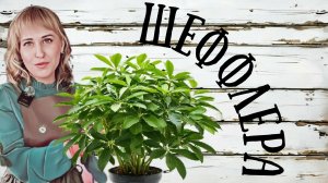 🌿🍄Шеффлера. Уход и размножение.