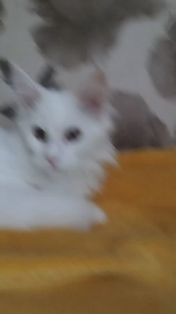 котята Мейн- кун Dany Moor