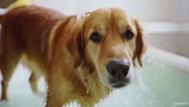 купание собак смотреть онлайн