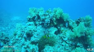 Дайвинг в Красном море 02.2025
