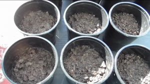 Если рассада не всходит