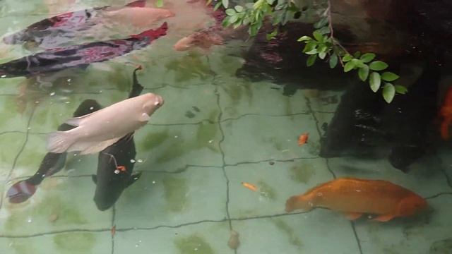 Arapaima Gigas In My Fish Pond