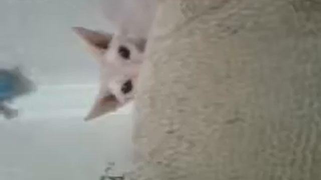 КОТ ЛУНЯ #ШОУ СУПЕР КОТ# смотреть онлайн