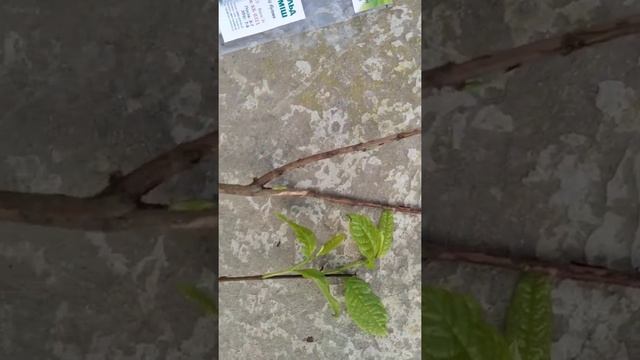 Отзыв Агромаркет, заказ 162150057857 смотреть онлайн