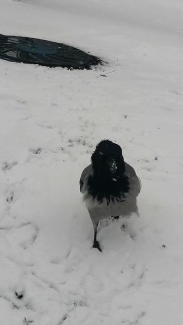 Ветер раздувает панталоны #вороны / When the wind blows up your pants #crow #crowfashion смотреть онлайн