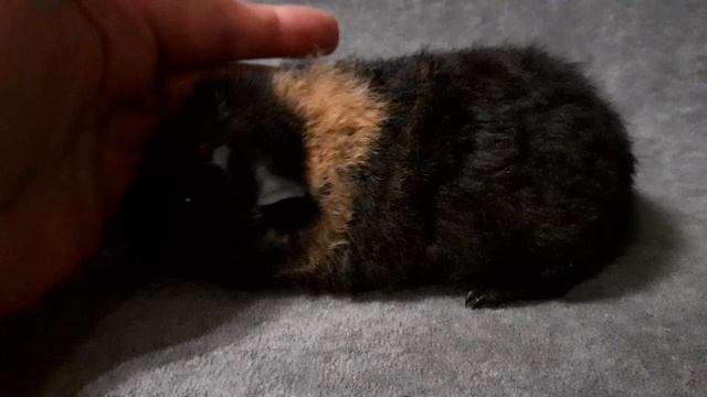 американский тедди черный с золотом из питомника ZLATO VLASKA