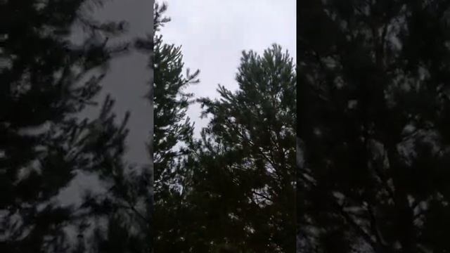 Работа лайки по белке смотреть онлайн