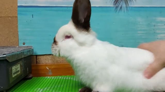 #калифорнийскиекролики самка 4 месяца смотреть онлайн