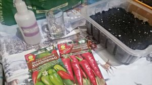 Посев перца. @ С перекисью.