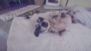 ВЛОГ: Магазин 7/11 в Таиланде | День 6 🐕🏪