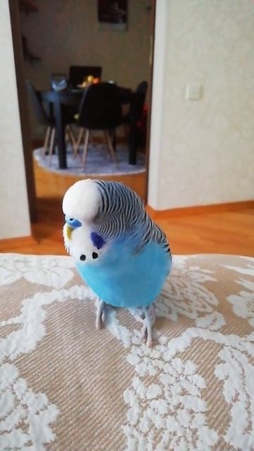 Волнистый попугай Блю разговаривает. смотреть онлайн