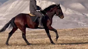 Полукровный жеребец 2021г 165 см в/х