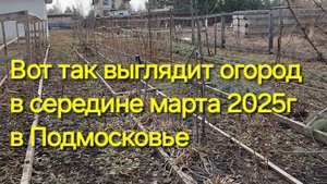 Температурные качели в Подмосковье в марте. Осмотр огорода после зимы. А была ли зима?