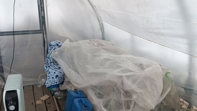 Первая  рассада в теплице без обогрева