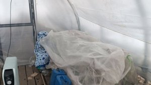 Первая  рассада в теплице без обогрева