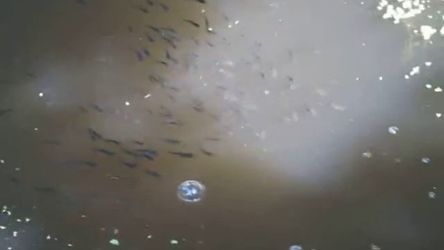 Підрощування личинки амура/коропа в басейні смотреть онлайн