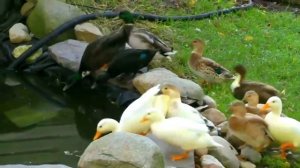 Ферма - Утки, гуси, коровы, собаки, овцы, лошади, кошки, свиньи -Животные Фермы