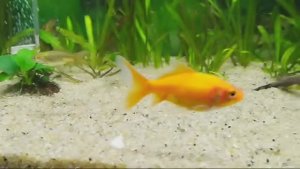 Золотые рыбки(вуалехвосты). Дефектные.