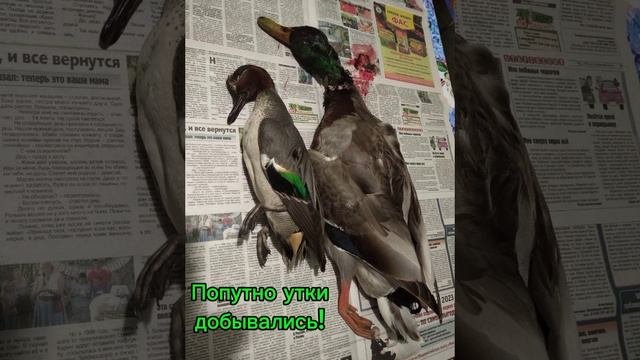 Про то, как Михалыч охотился!