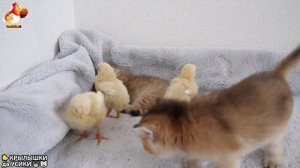 Утята и Цыплята - Кошки и котята (262) Хвостики да Усики ❣️🐤🥰