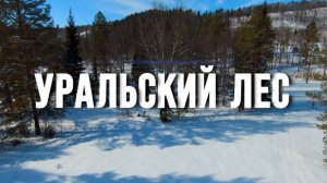Уральский лес