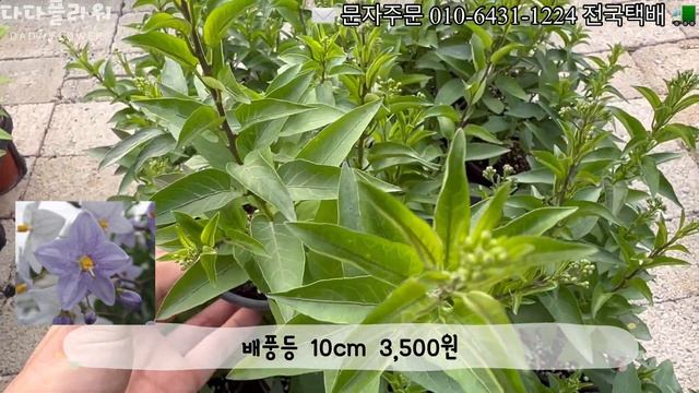 풍성하게 화단을 가꿔줄 한여름의 야생화 #노지월동 #33종 #한여름 #여름꽃 #무더위