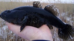 Ловлю ротанов. 4 декабря. Зимняя рыбалка.