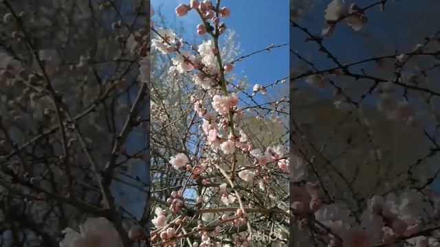 ⚡Крымские колибри 🐥проснулись и уже принялись к сбору свежего нектара 💐