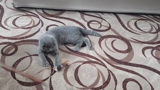 Scottish fold s'habitue à vivre sans mère🐈Кошка Лика привыкает жыть без мамы в новом доме. смотреть онлайн