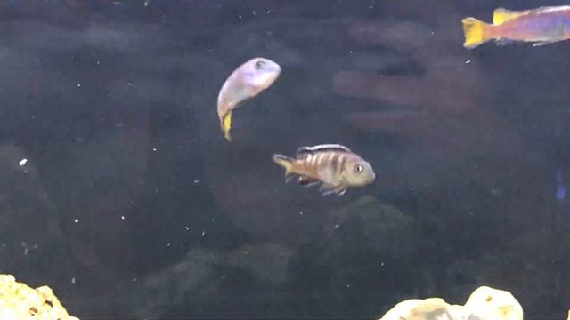 Mbuna - Pseudotropheus elongatus смотреть онлайн