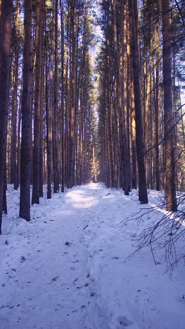 Лес на Canon EOS 1200D