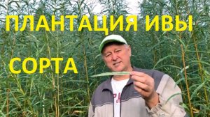 ПАВИВА Живой прут (лоза) ива для плетения деревьев. Сорта ивы с плантации в 2024 году сентябрь.