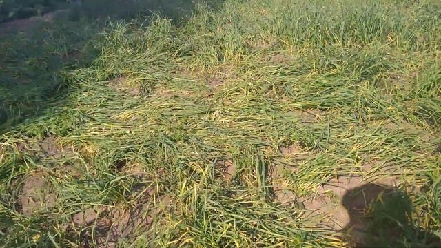 Чеснок высотой 110см. 06.2019