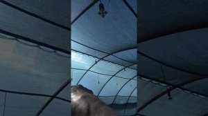 Укоренение розеток клубники сорта кабрило и мурано