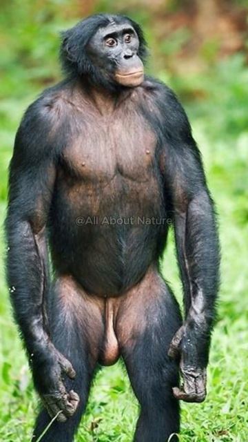 This Monkey is Highly Intellegent смотреть онлайн