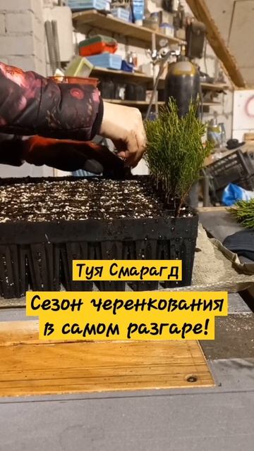 #хвойныерастения #изгородавдеревню #работавудовольствие #черенкование #земля #смарагд