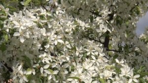 Буйное цветение