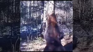 медведь трётся об дерево #мем