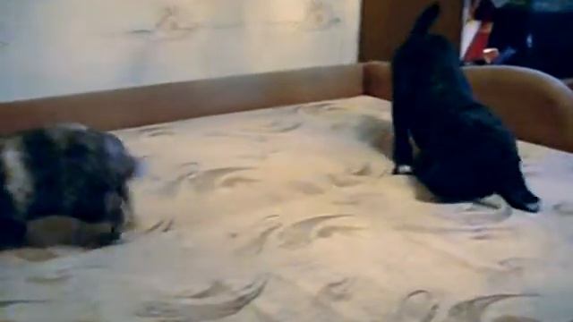 Кларичи и Стёпик во время генеральной уборки дома.mpg смотреть онлайн