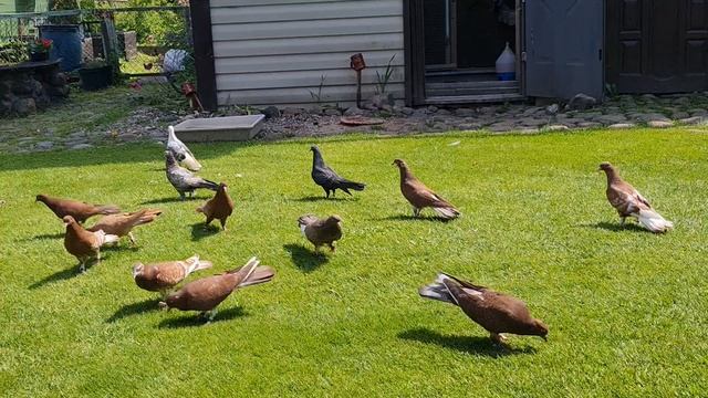 В здоровом теле – здоровая душа. смотреть онлайн