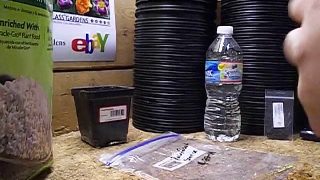 How to Grow Hosta seeds fast and easy germination method