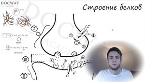 Биохимия | Строение белков часть 1